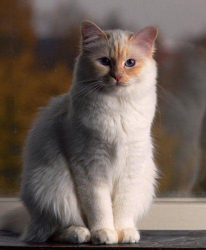 Burmese cat with red markings