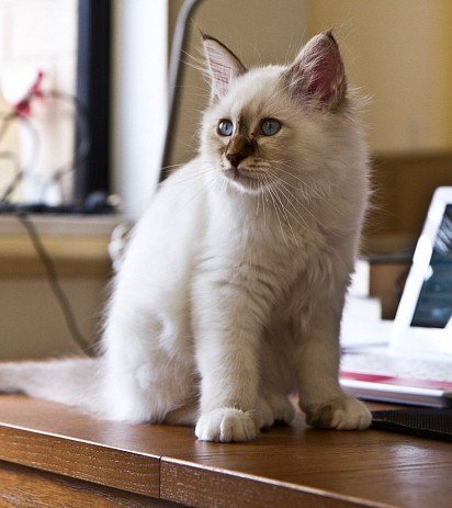 Burmese Kitten