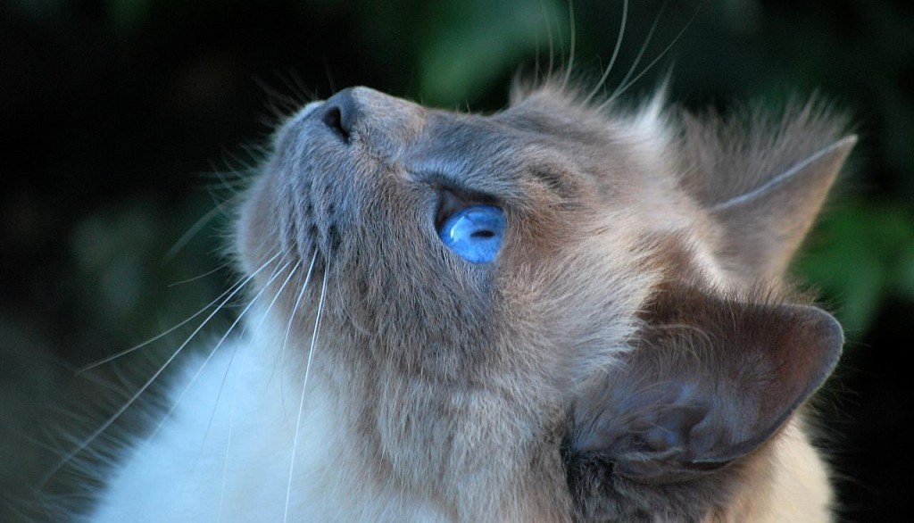 Burmese cat muzzle