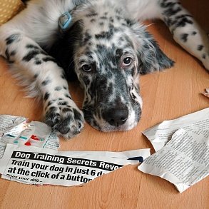 English Setter