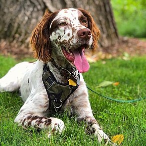 English Setter