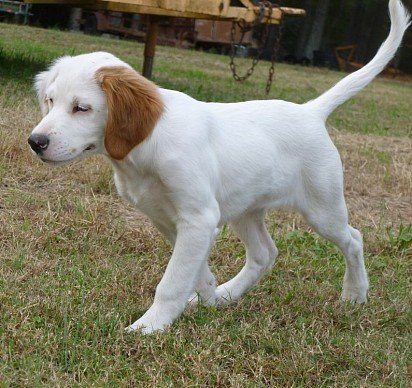 English Setter puppy with spots still unformed