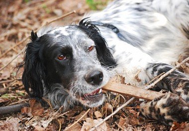 English Setter