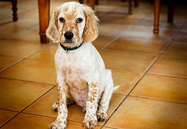 English Setter