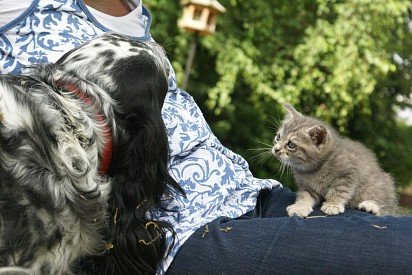 Setter meets kitten