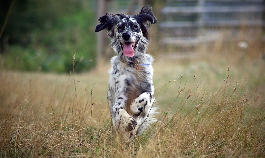 Running English Setter