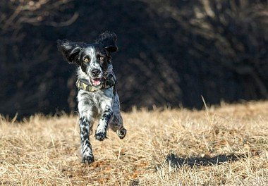 English Setter