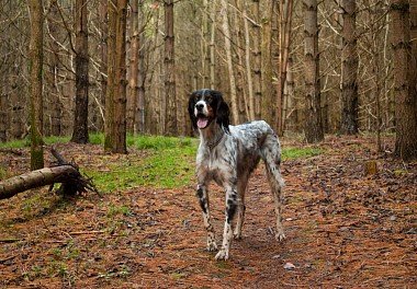 English Setter