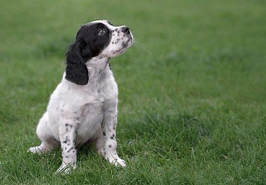 English Setter