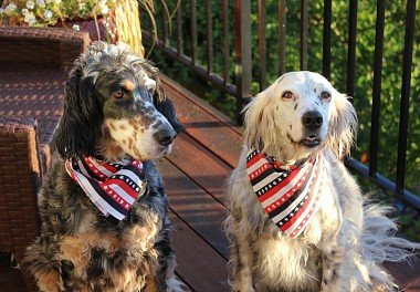 English Setter