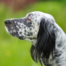 English Setter