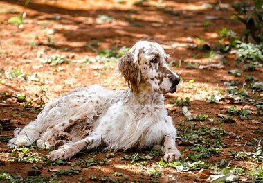 English Setter