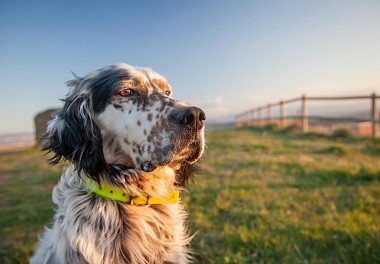 English Setter