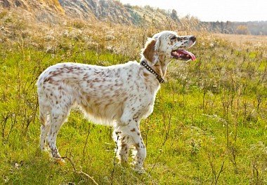 English Setter