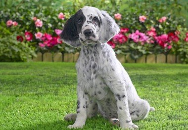 English Setter