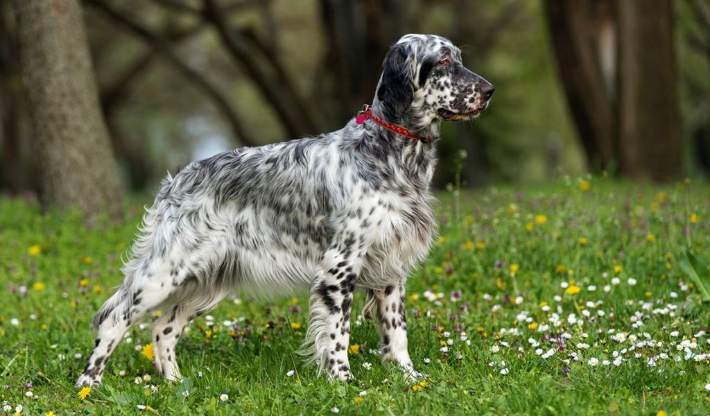 English Setter