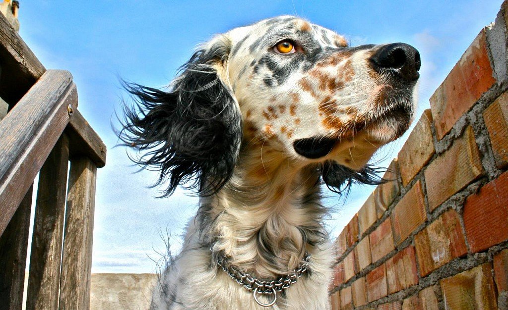 English setter muzzle