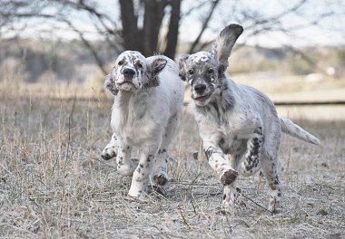 English Setter