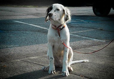 English Setter