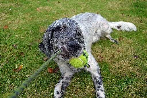 English Setter