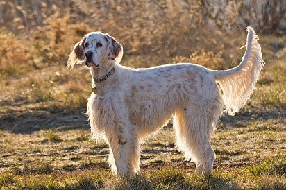 English setter lemon-colored