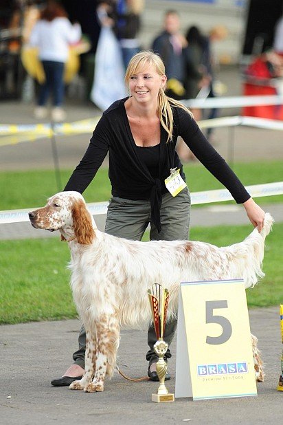 English Setter at dog show