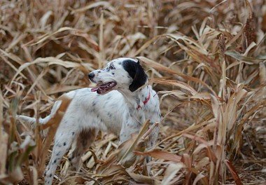 English Setter