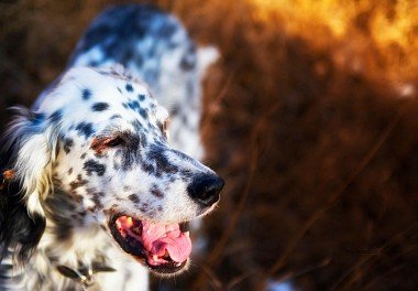 English Setter