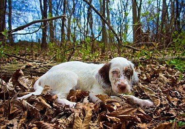 English Setter