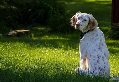 English Setter