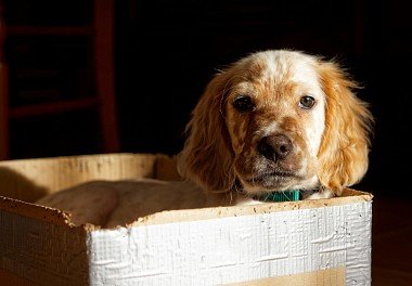 English Setter