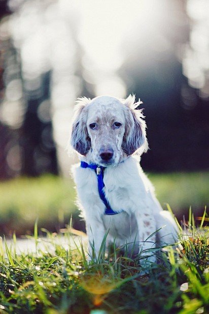 English Setter