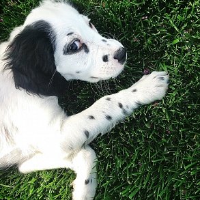 English Setter