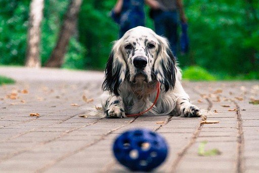 English Setter