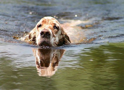 English Setter floating in a pond