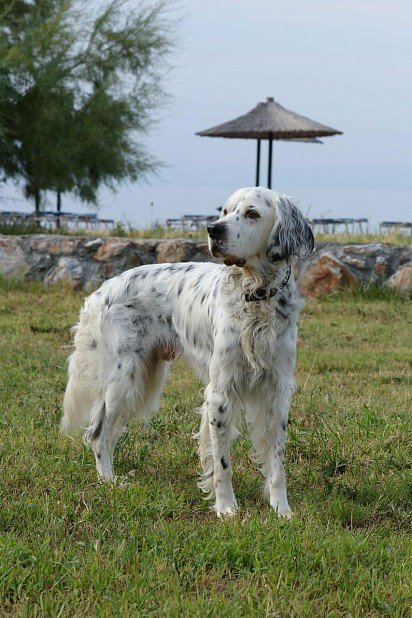 English Setter