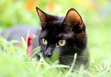 Bombay Cat