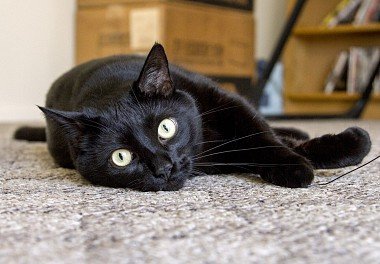 Bombay Cat