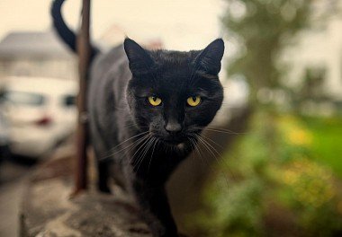 Bombay Cat