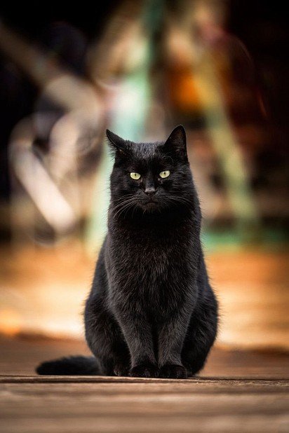 Bombay Cat