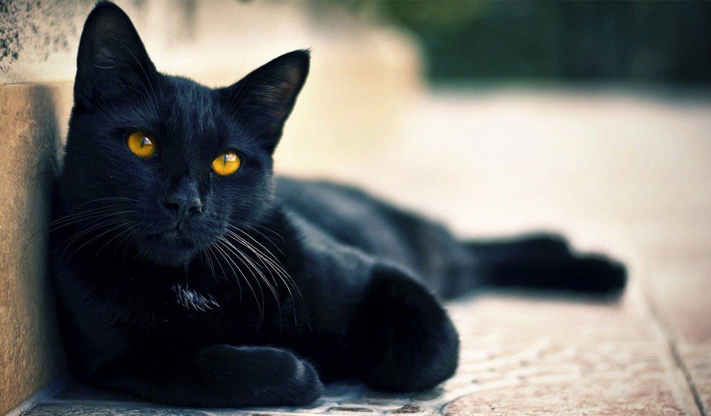 Bombay Cat