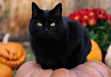 Bombay Cat