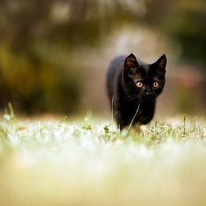 Bombay Cat