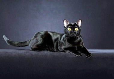 Bombay Cat