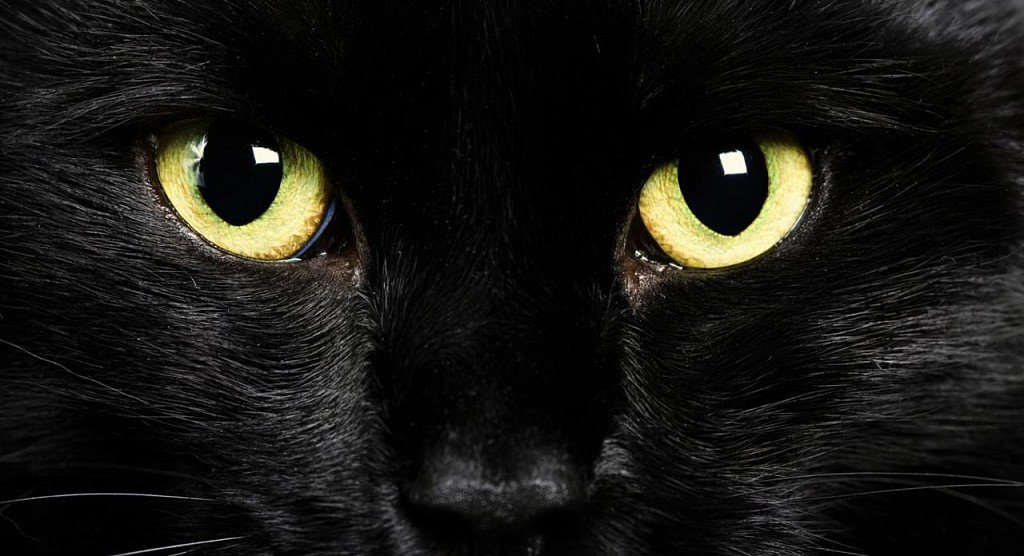 Bombay Cat Eyes