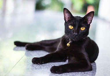 Bombay Cat