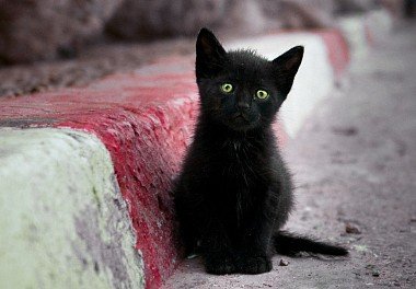 Bombay Cat