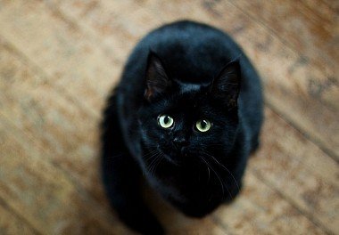 Bombay Cat