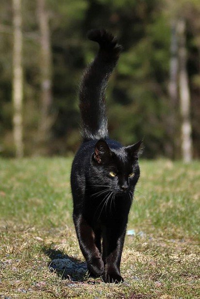 Bombay cat on a walk