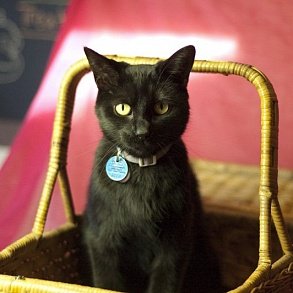 Bombay Cat